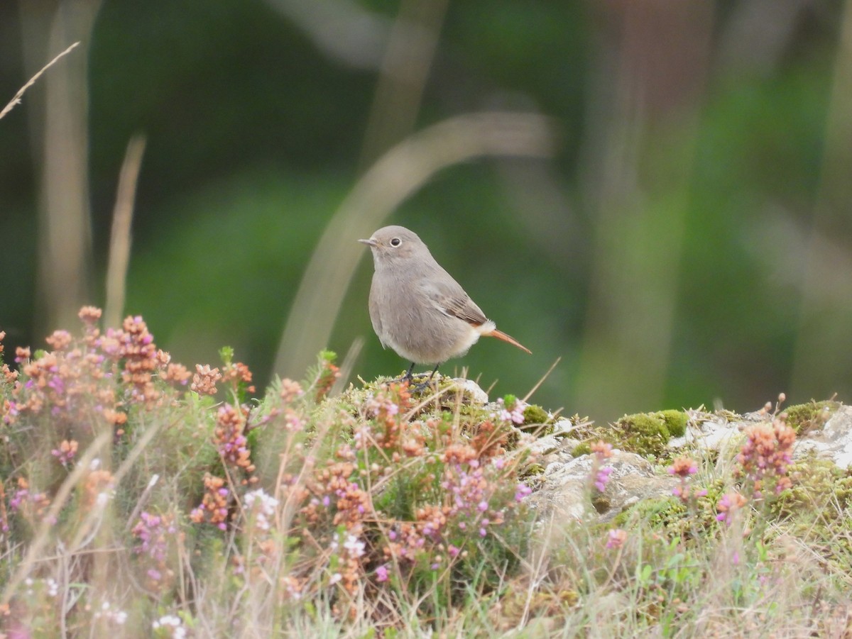 ebird-checklist-17-sep-2023-goikogane-mendia-22-species