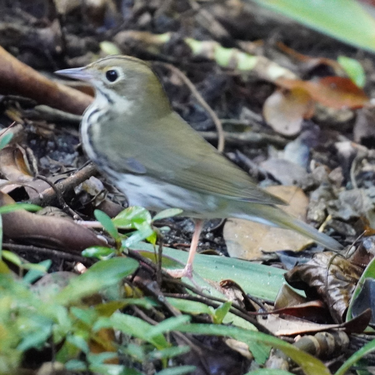 Ebird Checklist Sep Florida International University