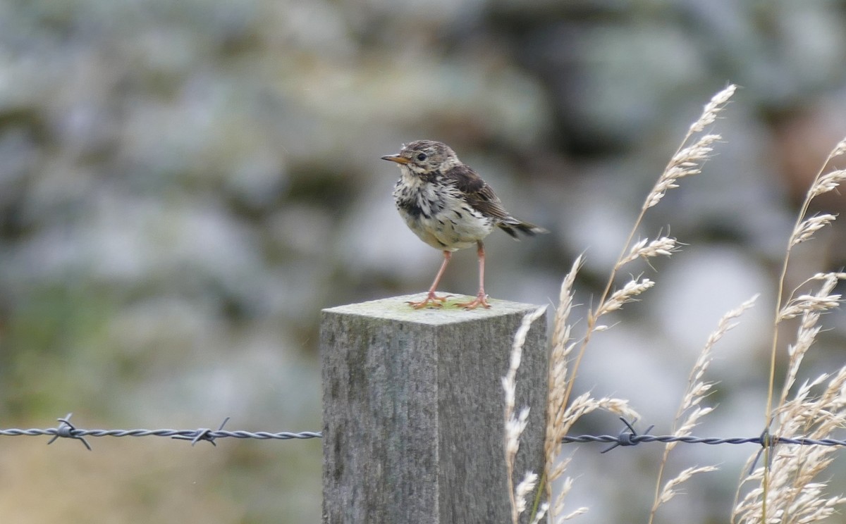 Meadow Pipit - ML608935055
