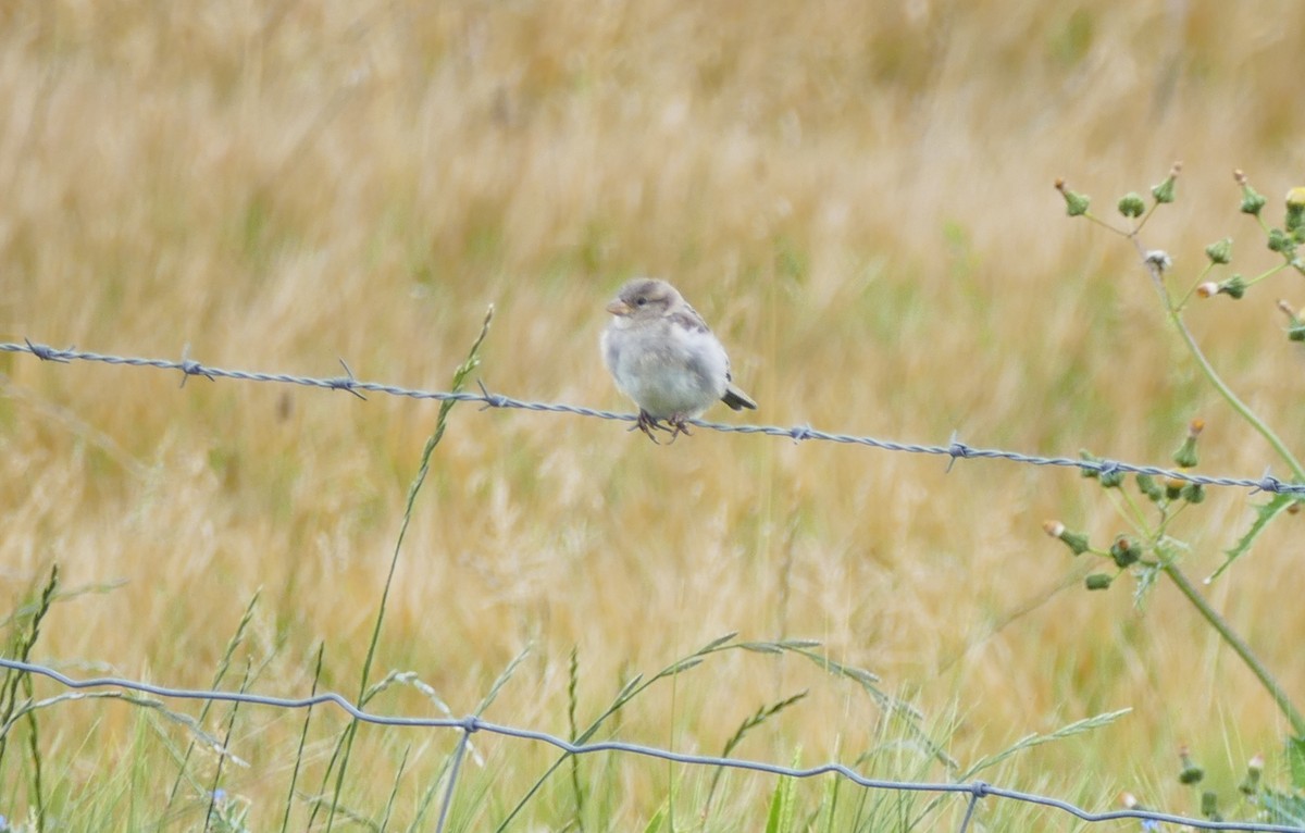 Twite - ML608935081