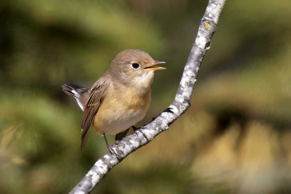 Red-breasted Flycatcher - ML608935097