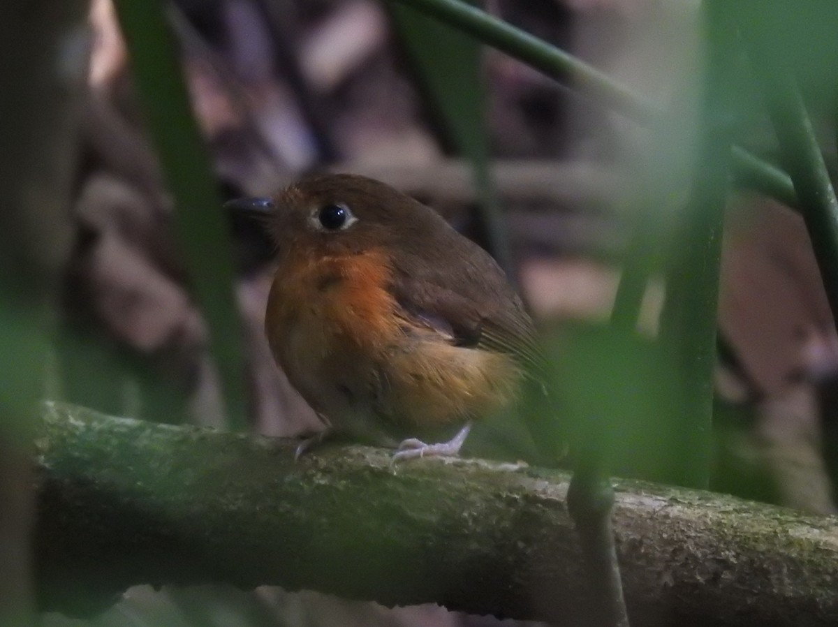 Rusty-breasted Antpitta (Rusty-breasted) - ML608935291