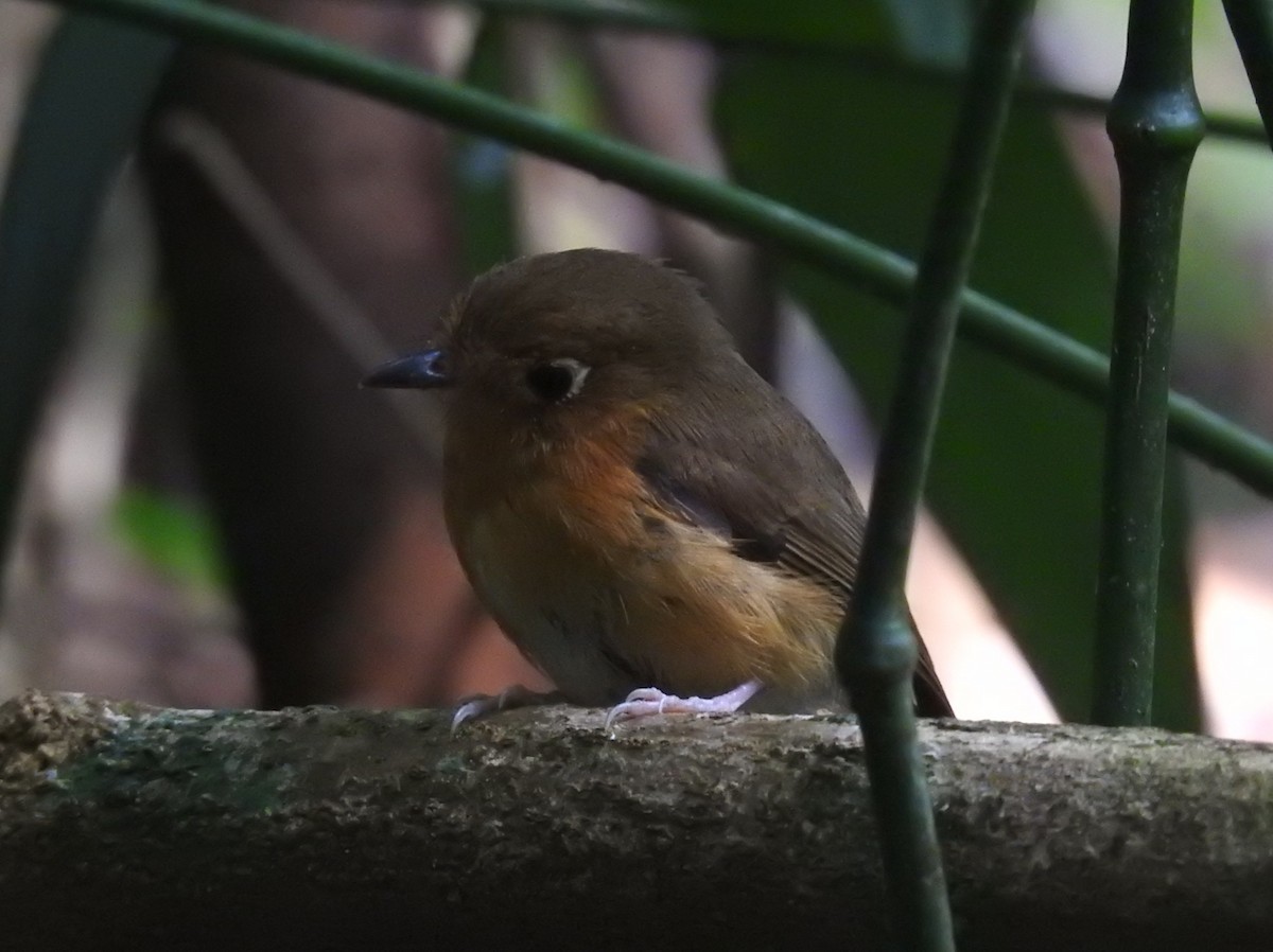 Rusty-breasted Antpitta (Rusty-breasted) - ML608935293