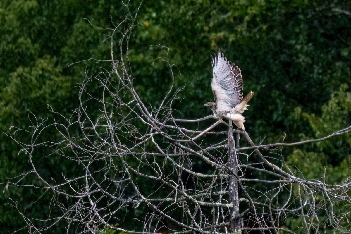 Red-tailed Hawk - ML608935370