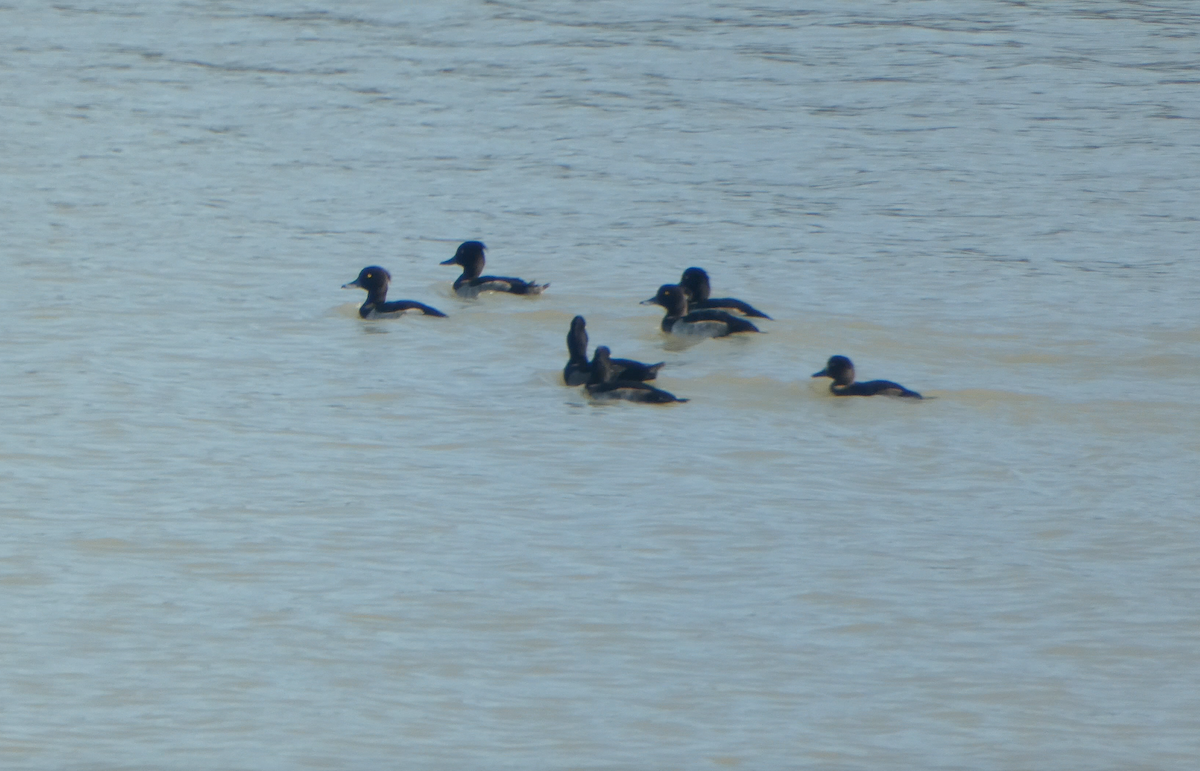 Tufted Duck - ML608935657