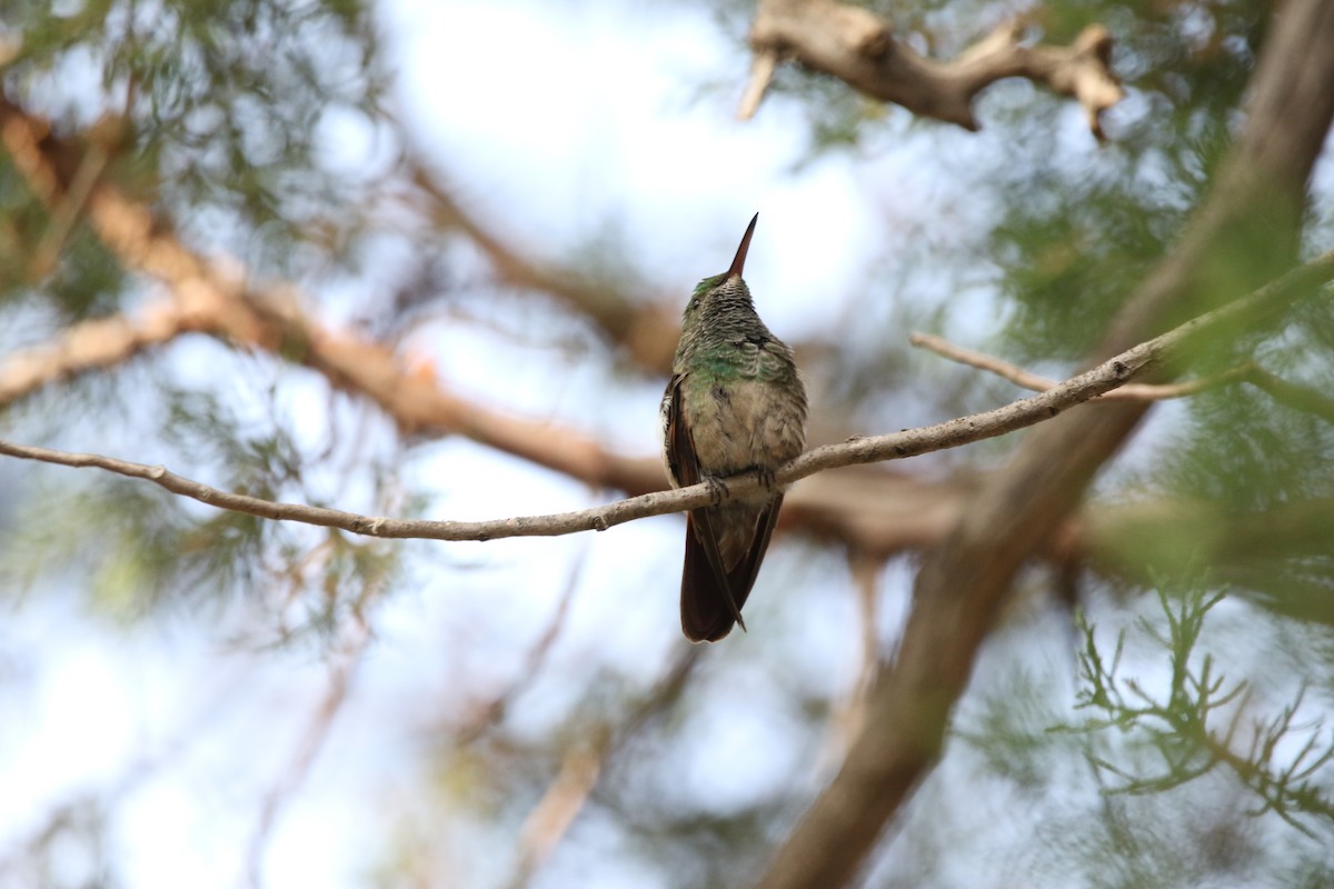 Berylline Hummingbird - ML608935828