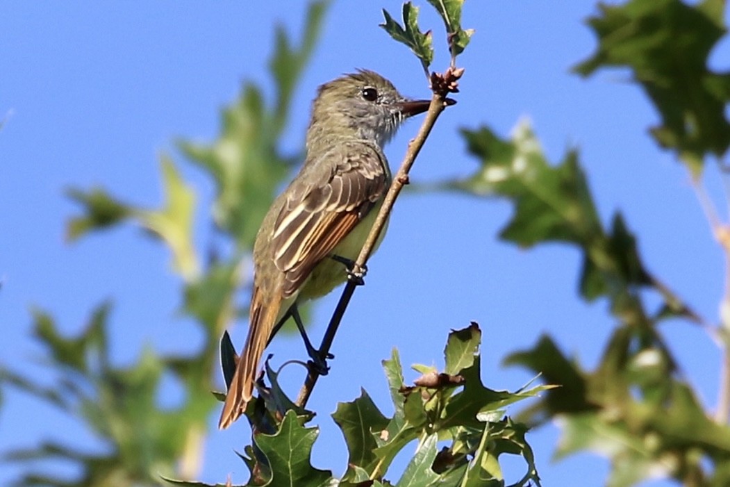 Great Crested Flycatcher - ML608935881
