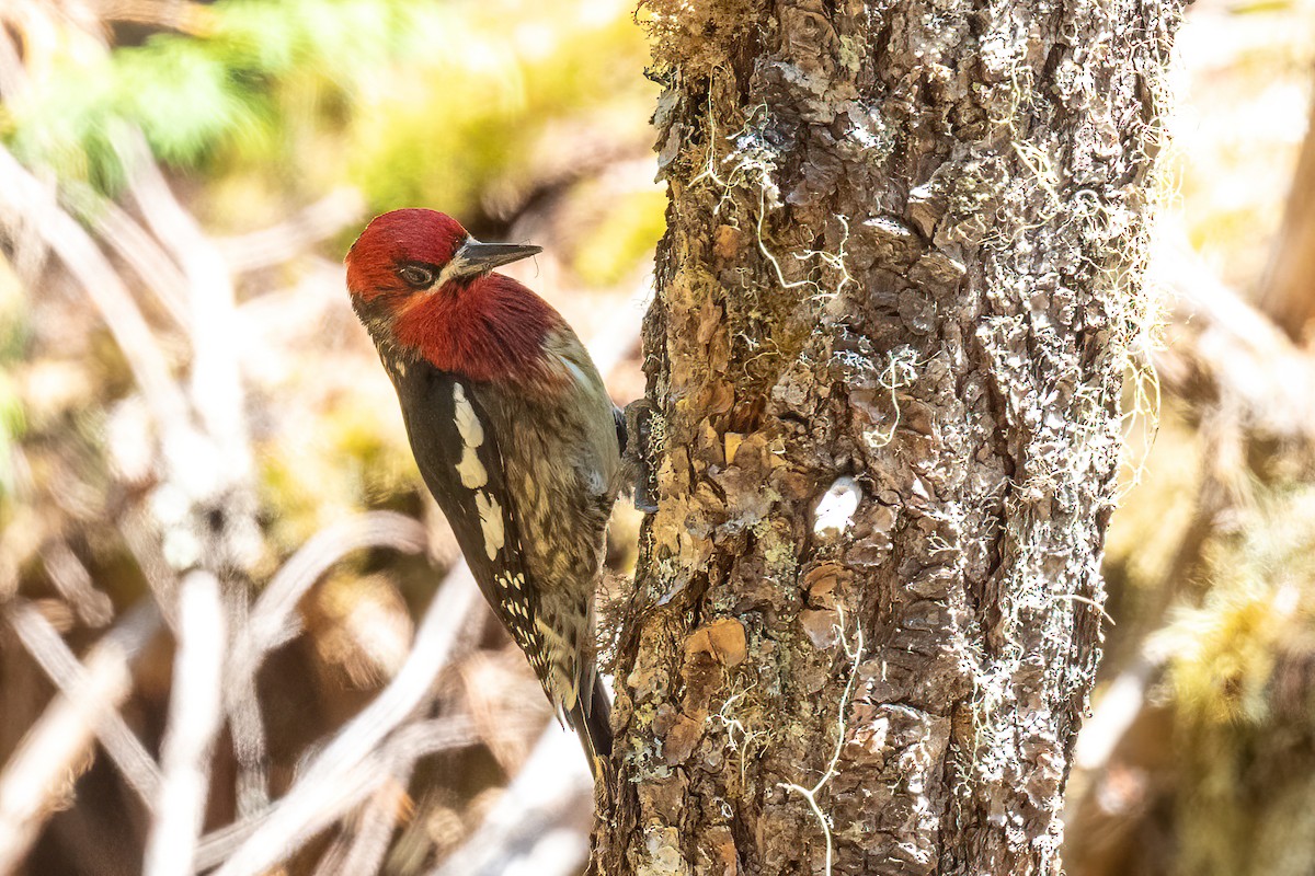 Red-breasted Sapsucker - ML608935996