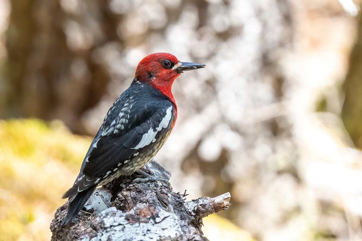 Red-breasted Sapsucker - ML608935997