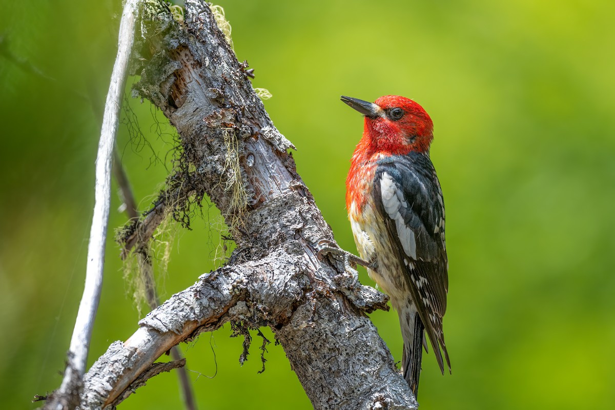 Red-breasted Sapsucker - ML608935999