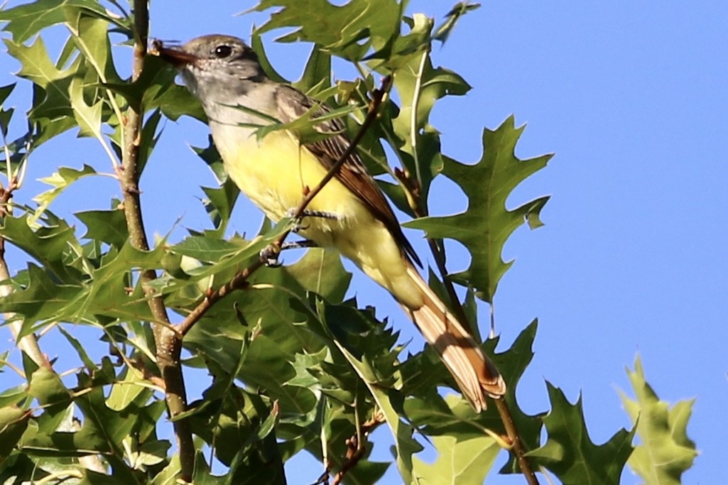 Great Crested Flycatcher - ML608936291