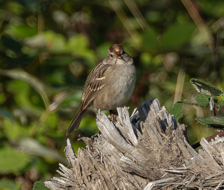 White-crowned Sparrow - ML608936591