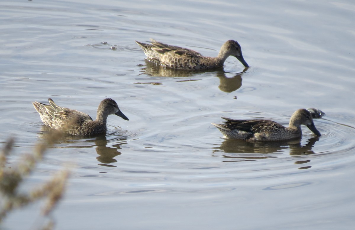 Blue-winged Teal - ML608936831