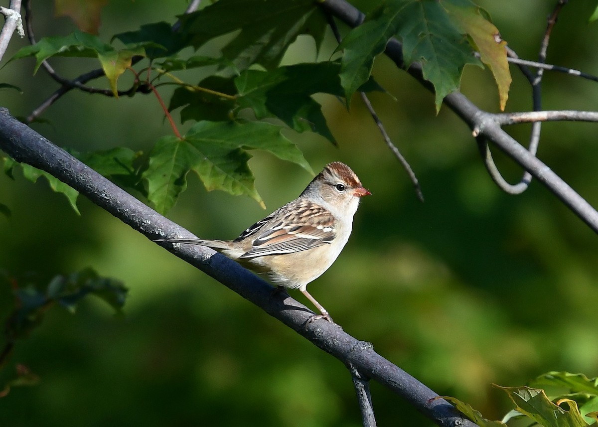 EBird Checklist - 17 Sep 2023 - Battle Hill Road - 28 Species