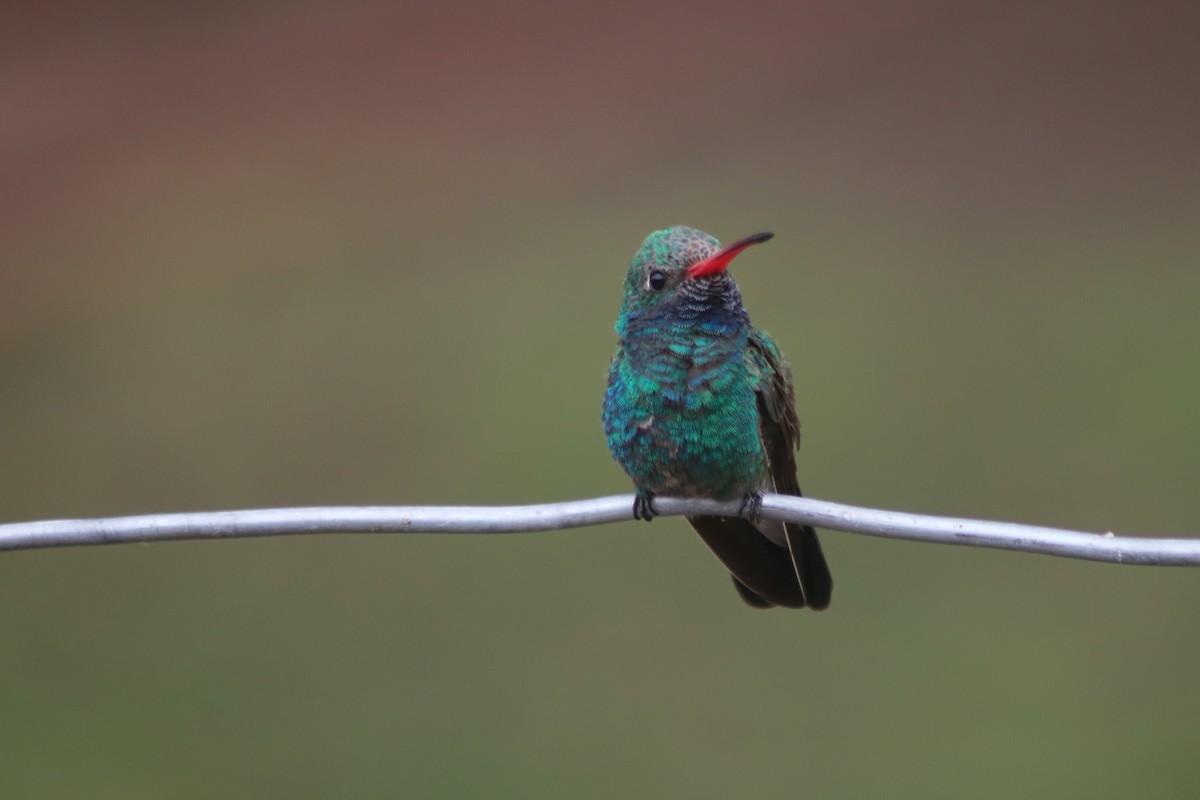 Broad-billed Hummingbird - Hayden Bildy