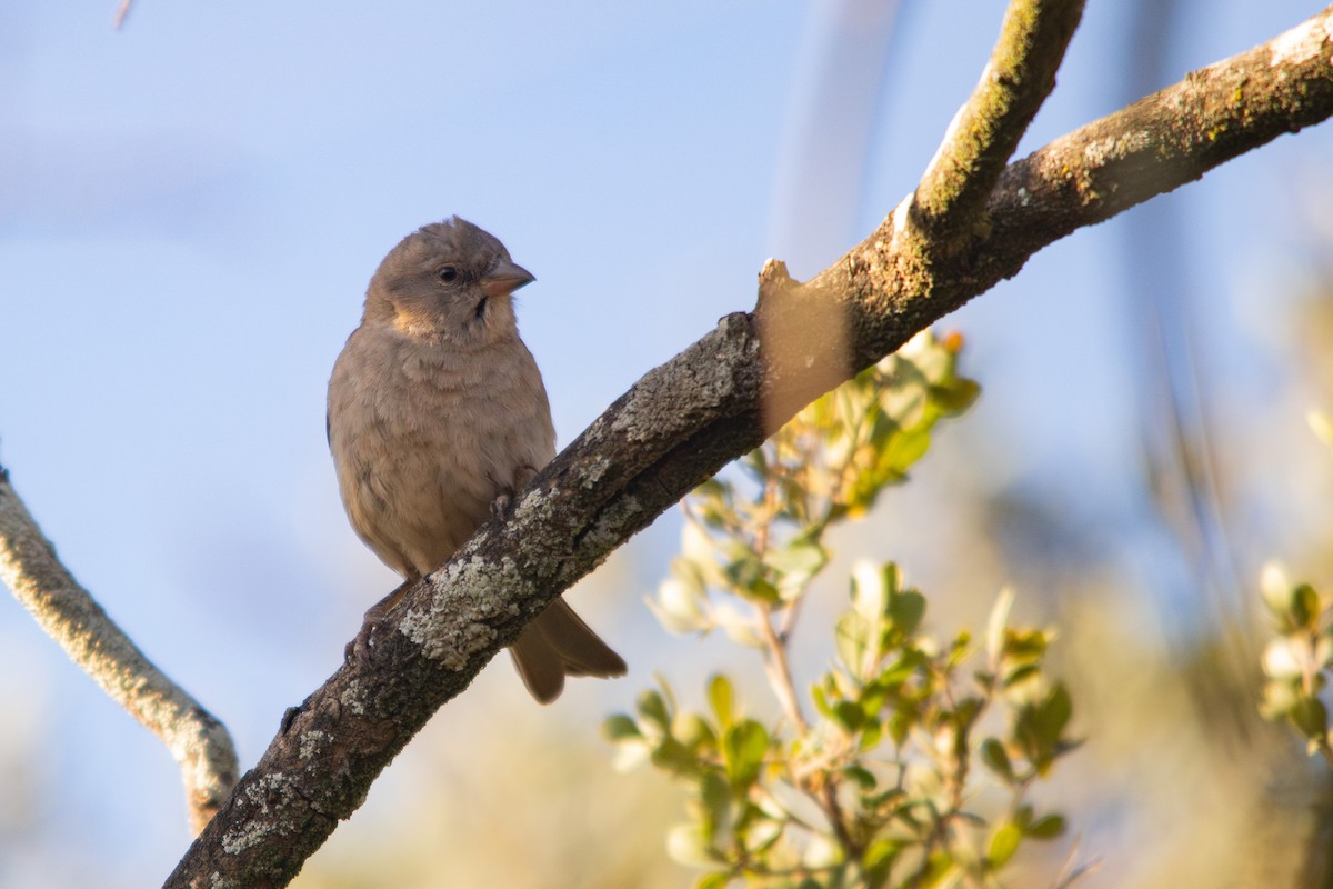 Southern Gray-headed Sparrow - ML608937422