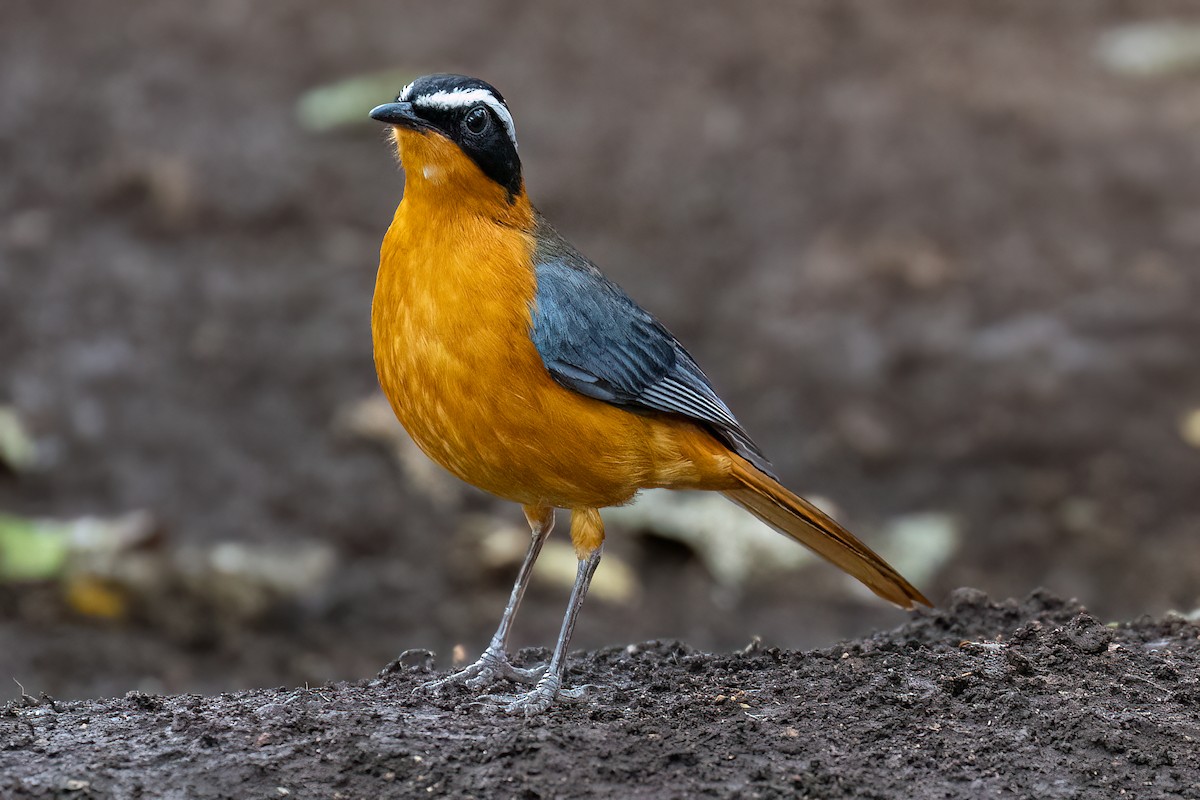 White-browed Robin-Chat - ML608937491