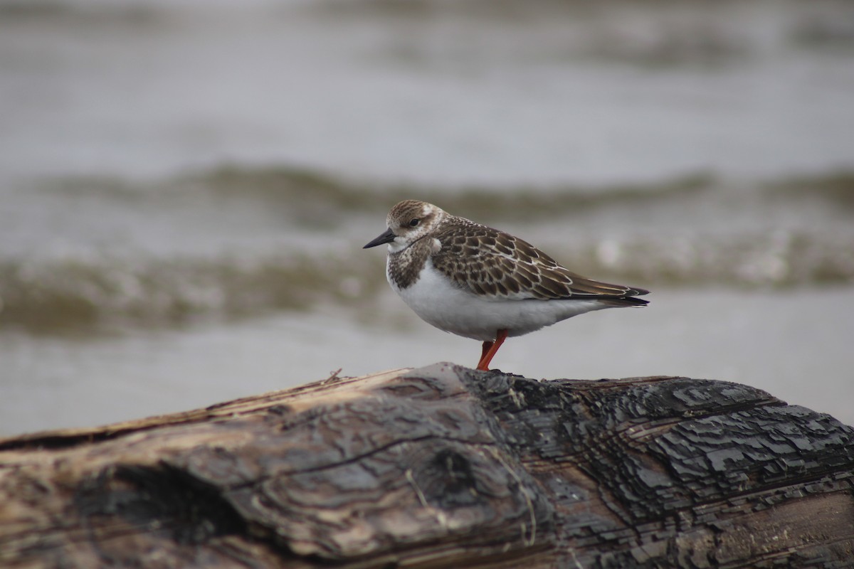 Ebird Checklist Sep Bay City Sp Species