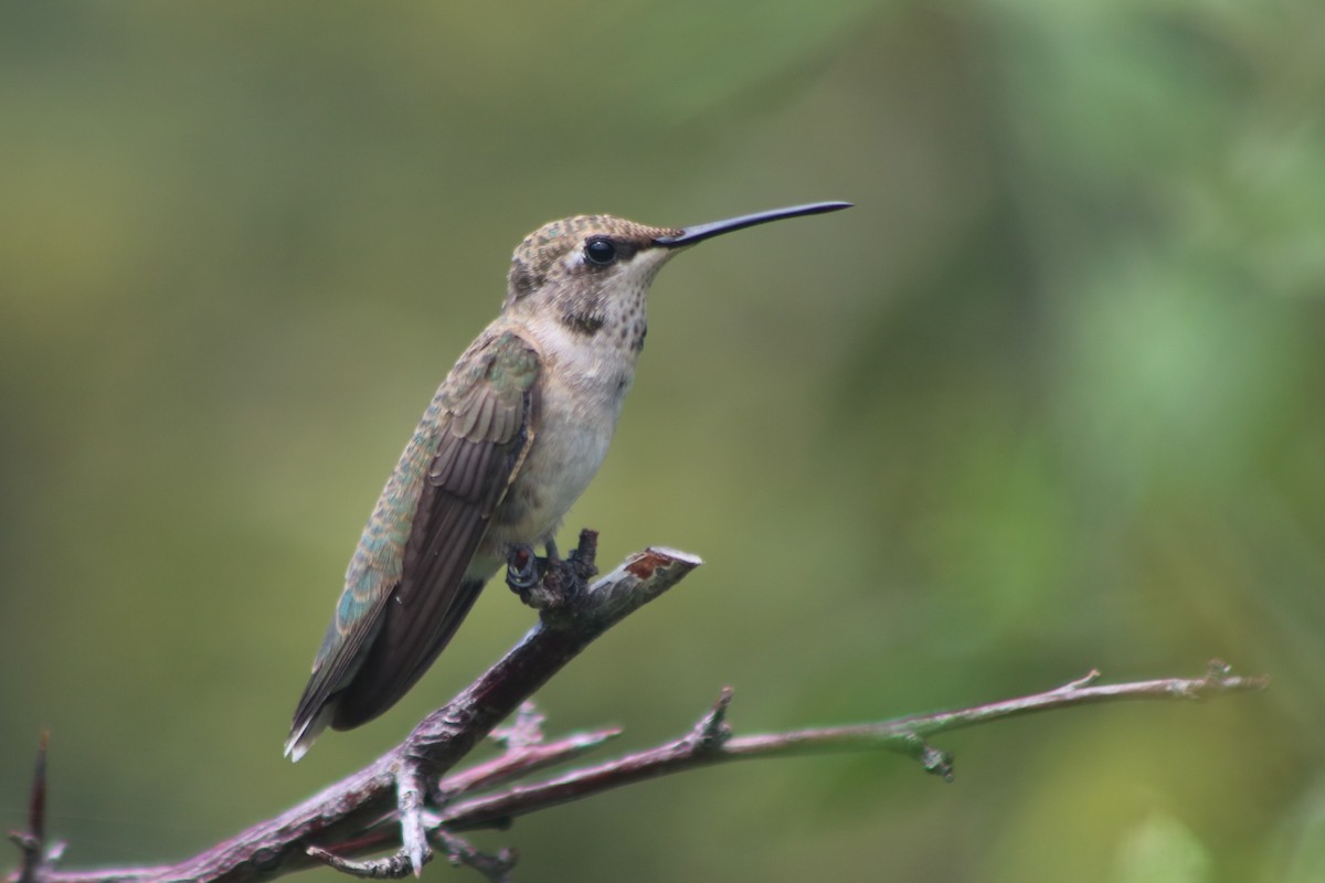 Black-chinned Hummingbird - ML608938099