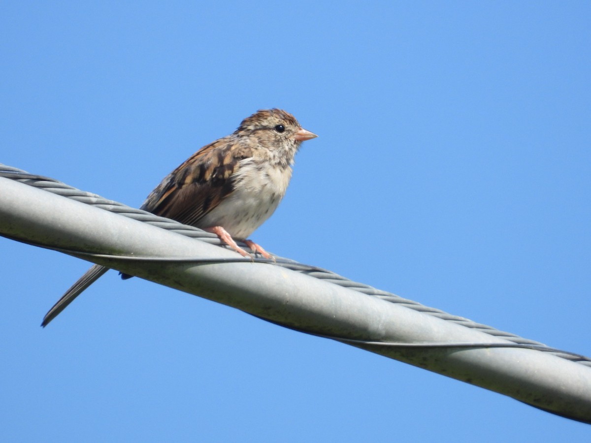 Chipping Sparrow - ML608938228