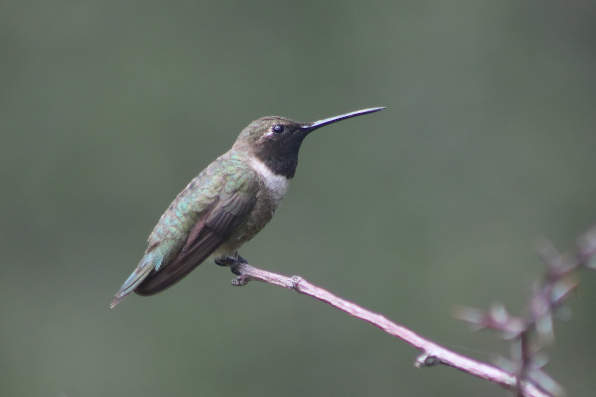 Black-chinned Hummingbird - ML608938245