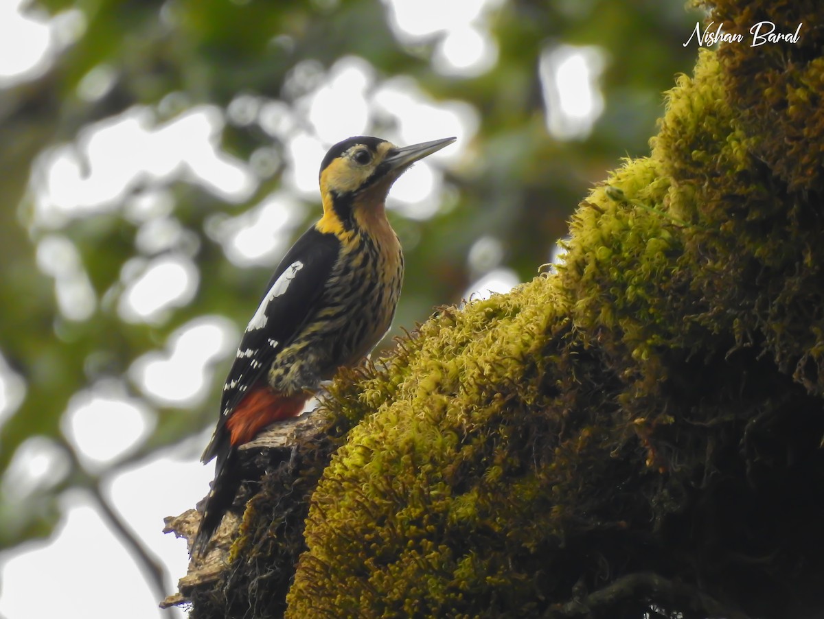 Darjeeling Woodpecker - Nishan Baral