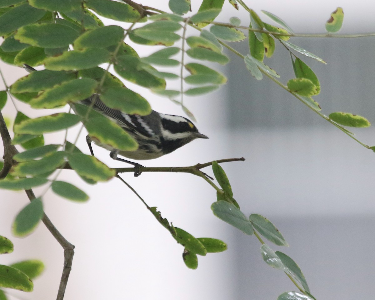 Black-throated Gray Warbler - ML608939964