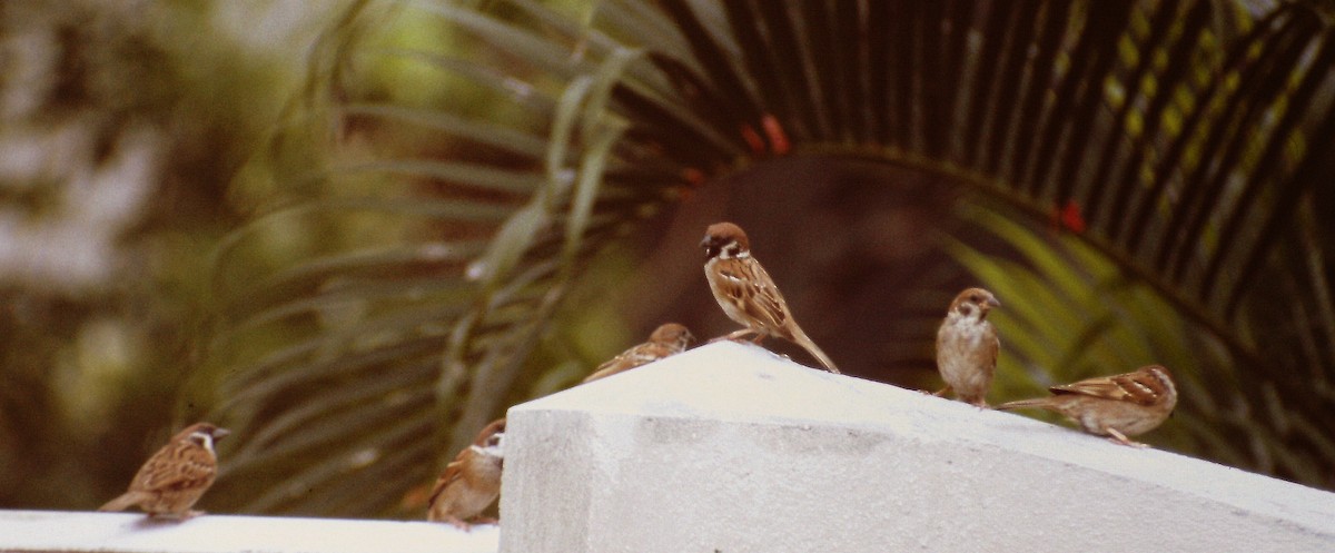 Eurasian Tree Sparrow - ML608939989
