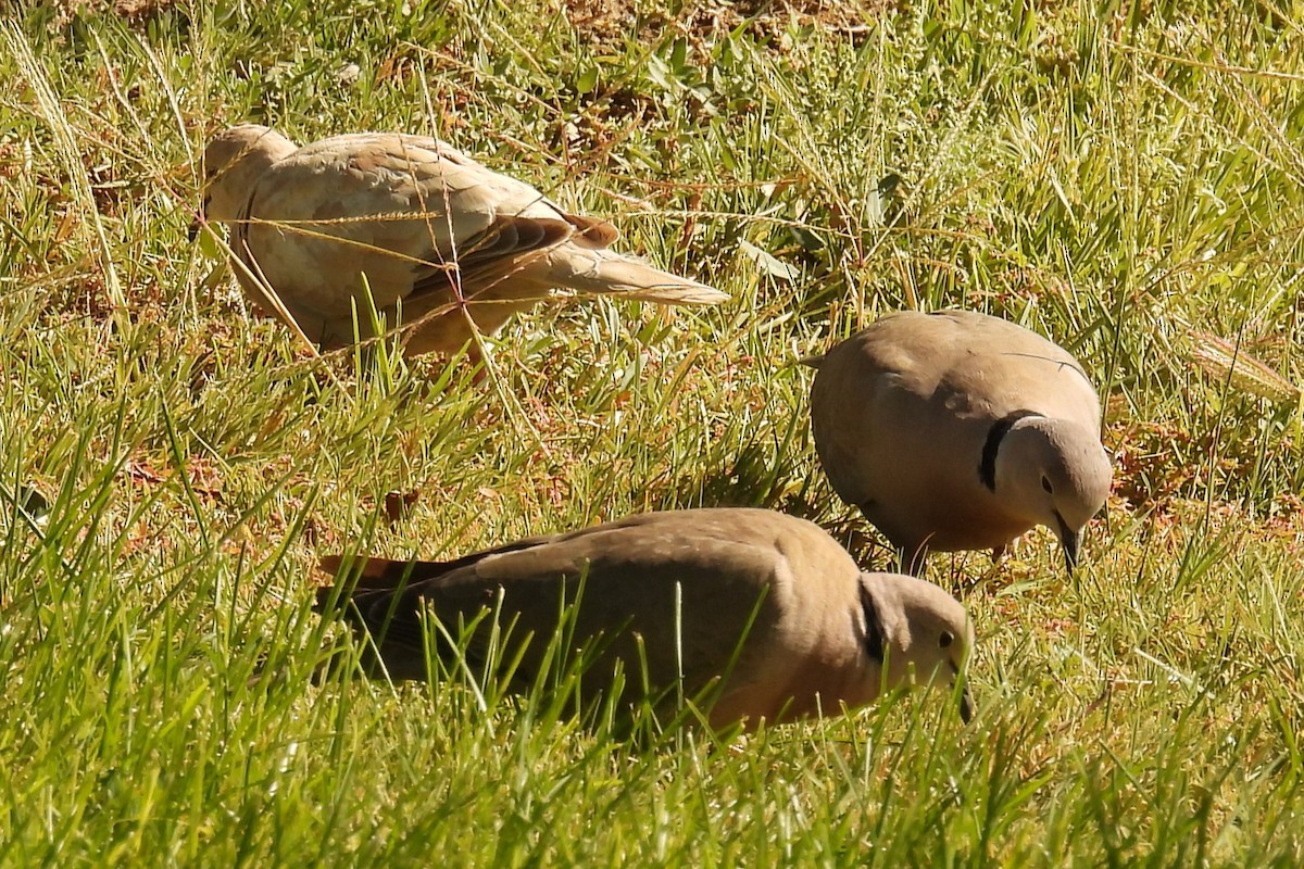 ebird-checklist-14-sep-2023-miller-s-rest-stop-21-species-2