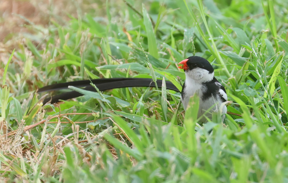 Pin-tailed Whydah - ML608940499