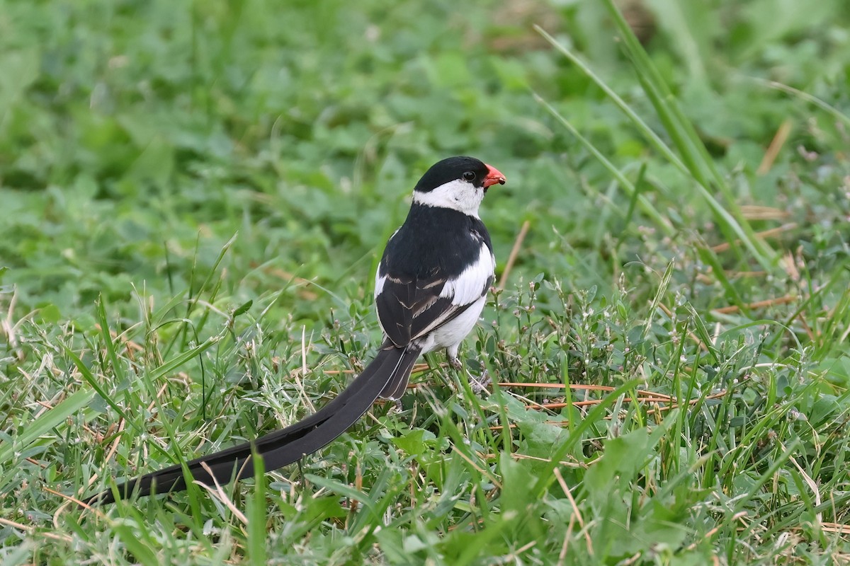 Pin-tailed Whydah - ML608940500