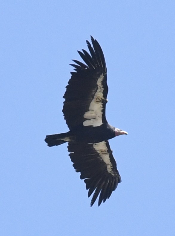 Condor de Californie - ML608940531