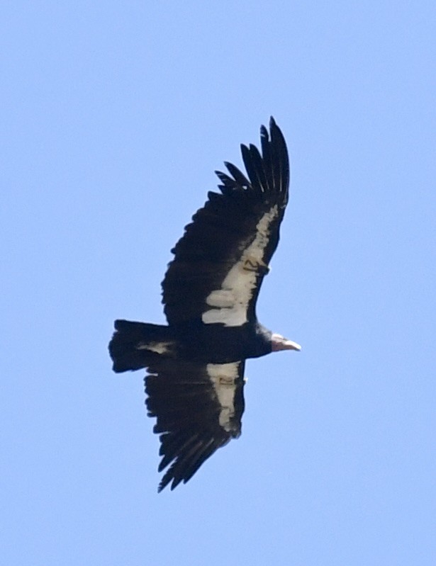 Condor de Californie - ML608940535