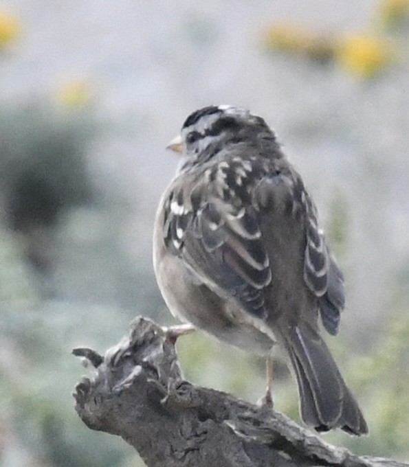 White-crowned Sparrow (pugetensis) - ML608940576