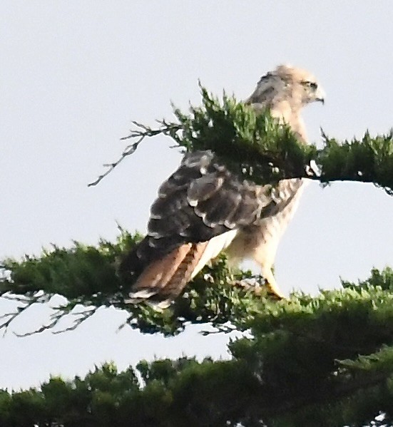 Red-tailed Hawk (calurus/alascensis) - ML608940752