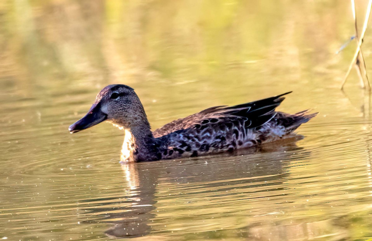 Blue-winged Teal - Ron Friesz