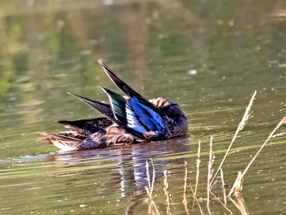 Blue-winged Teal - Ron Friesz