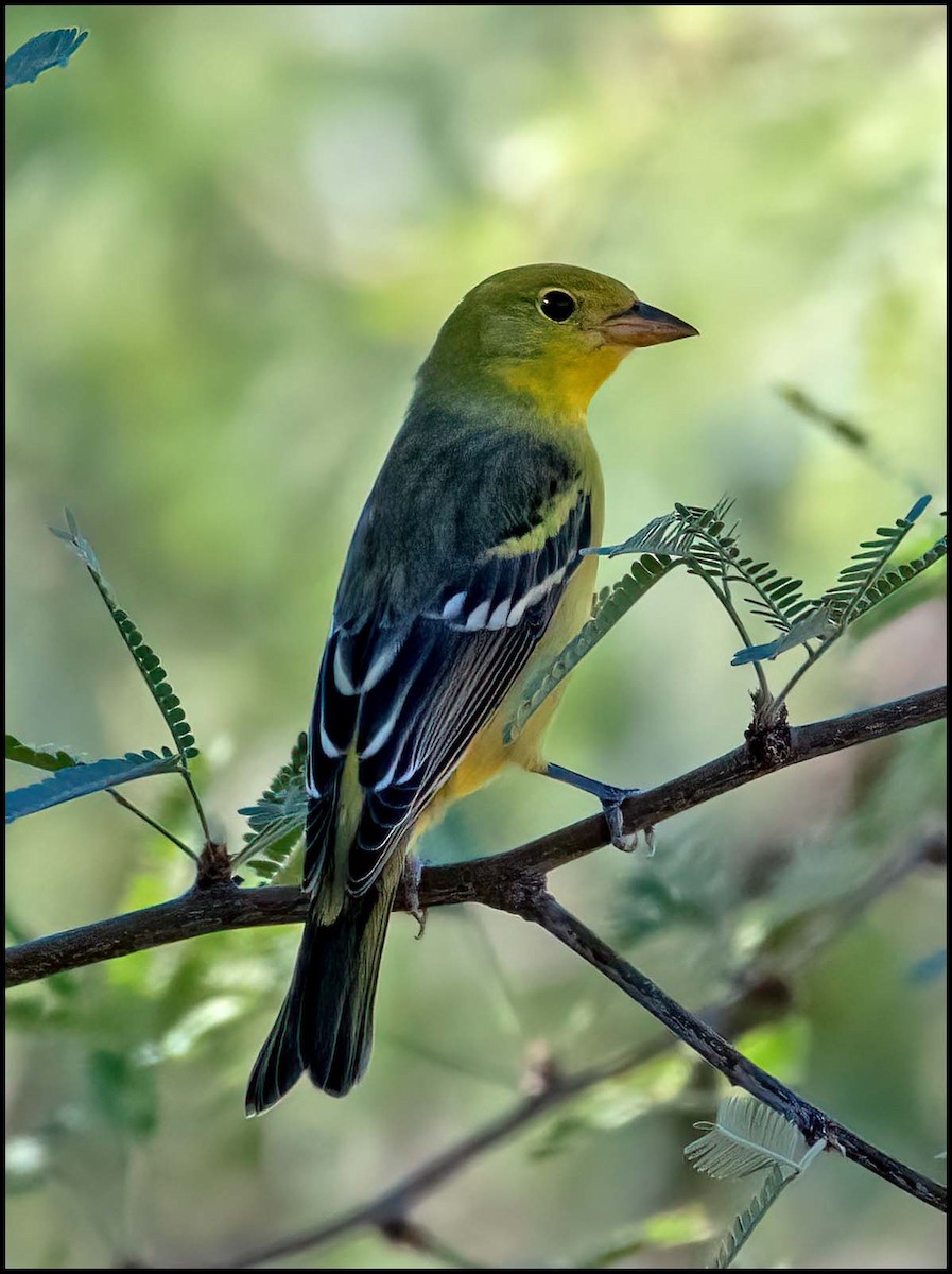 Western Tanager - ML608940827