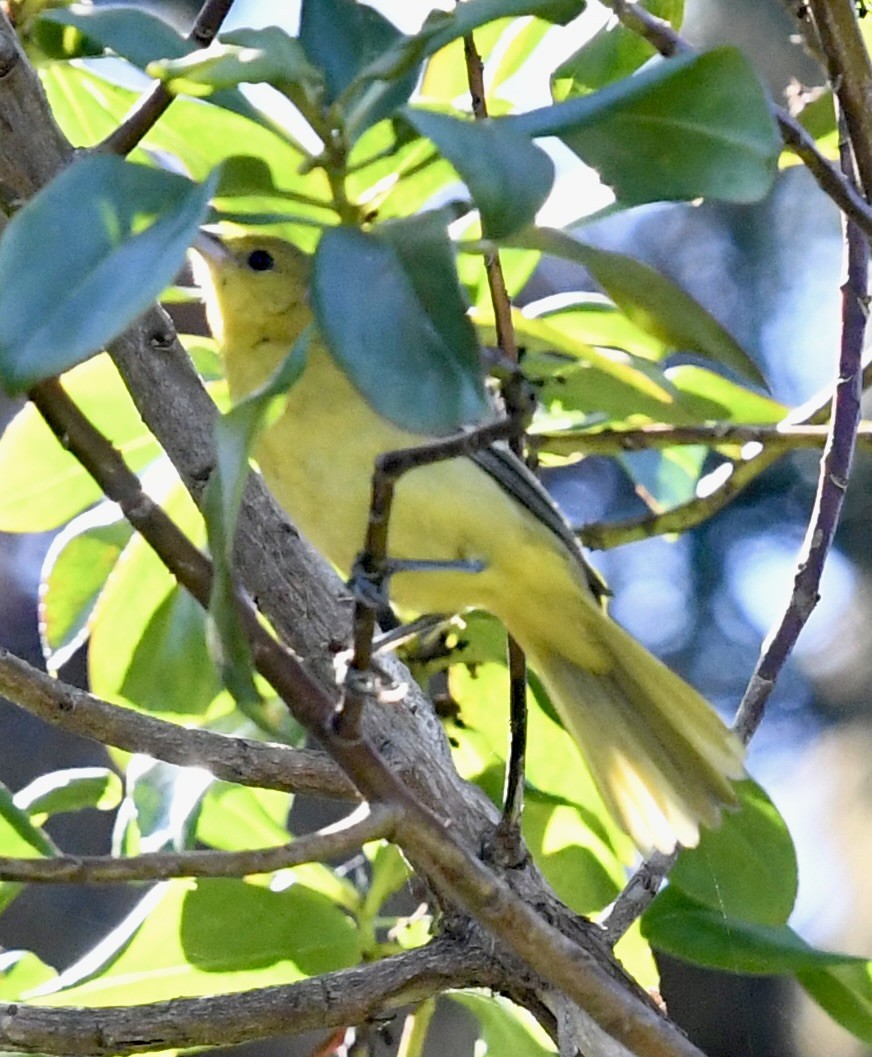 Hooded Oriole (nelsoni Group) - ML608941180