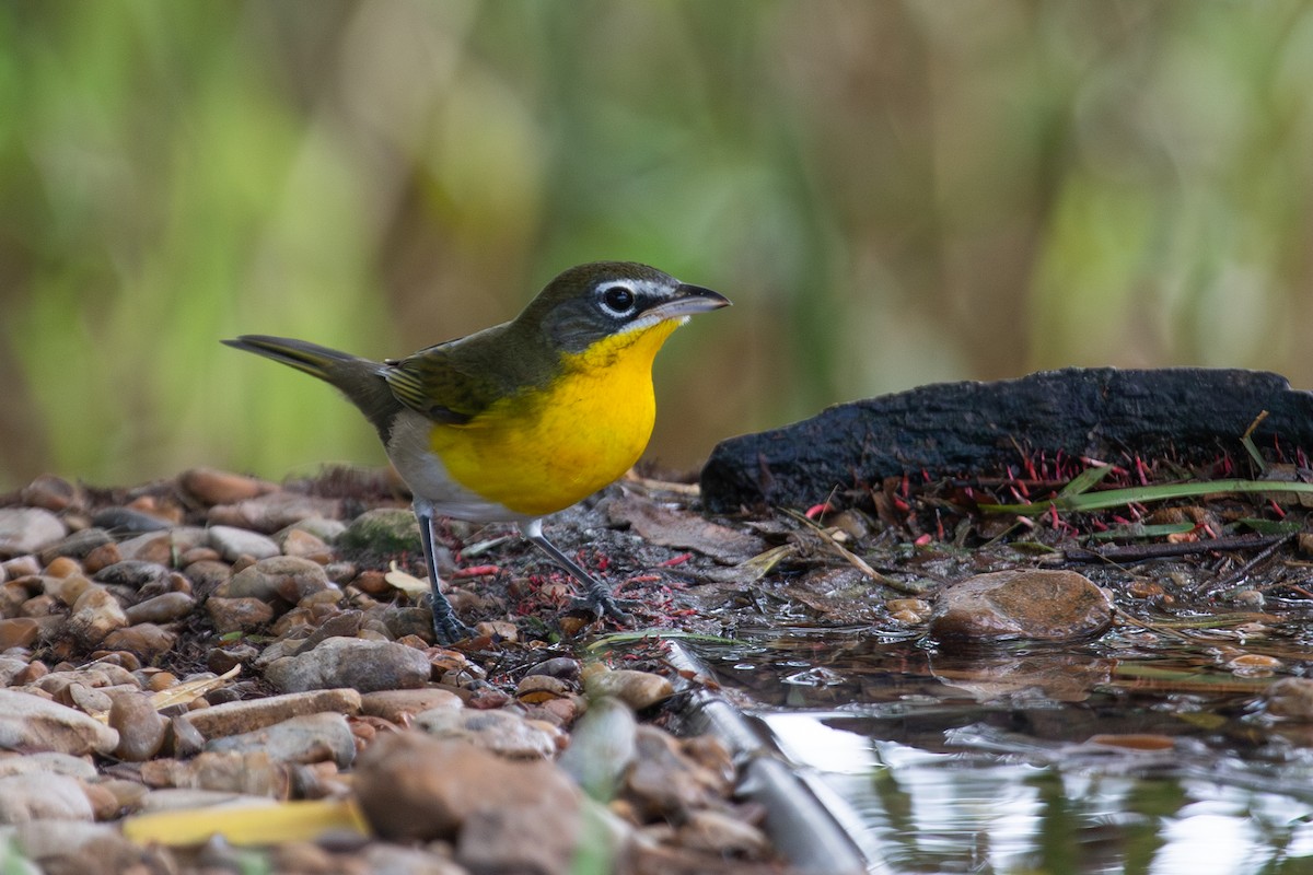 Yellow-breasted Chat - ML608941201