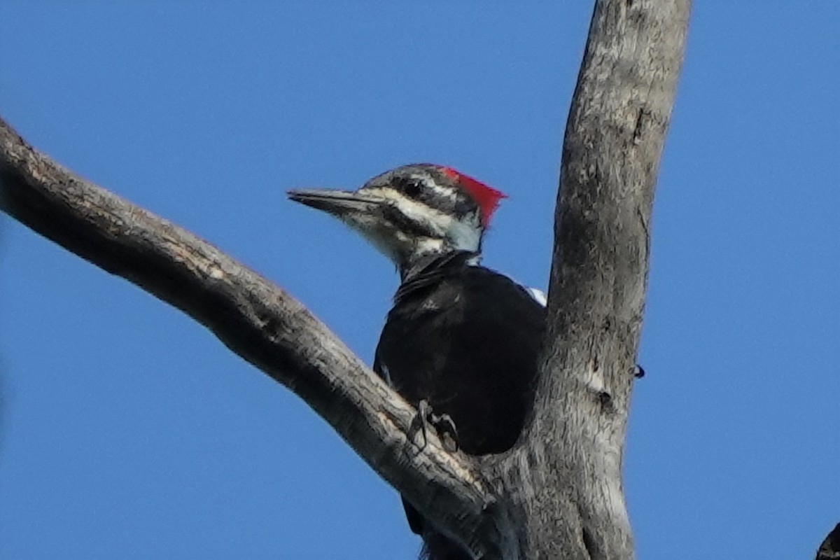 Pileated Woodpecker - ML608941252