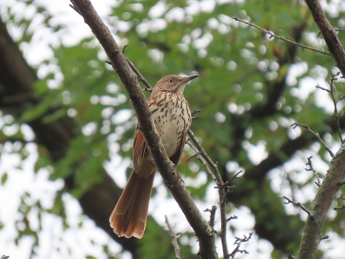 Brown Thrasher - ML608941509