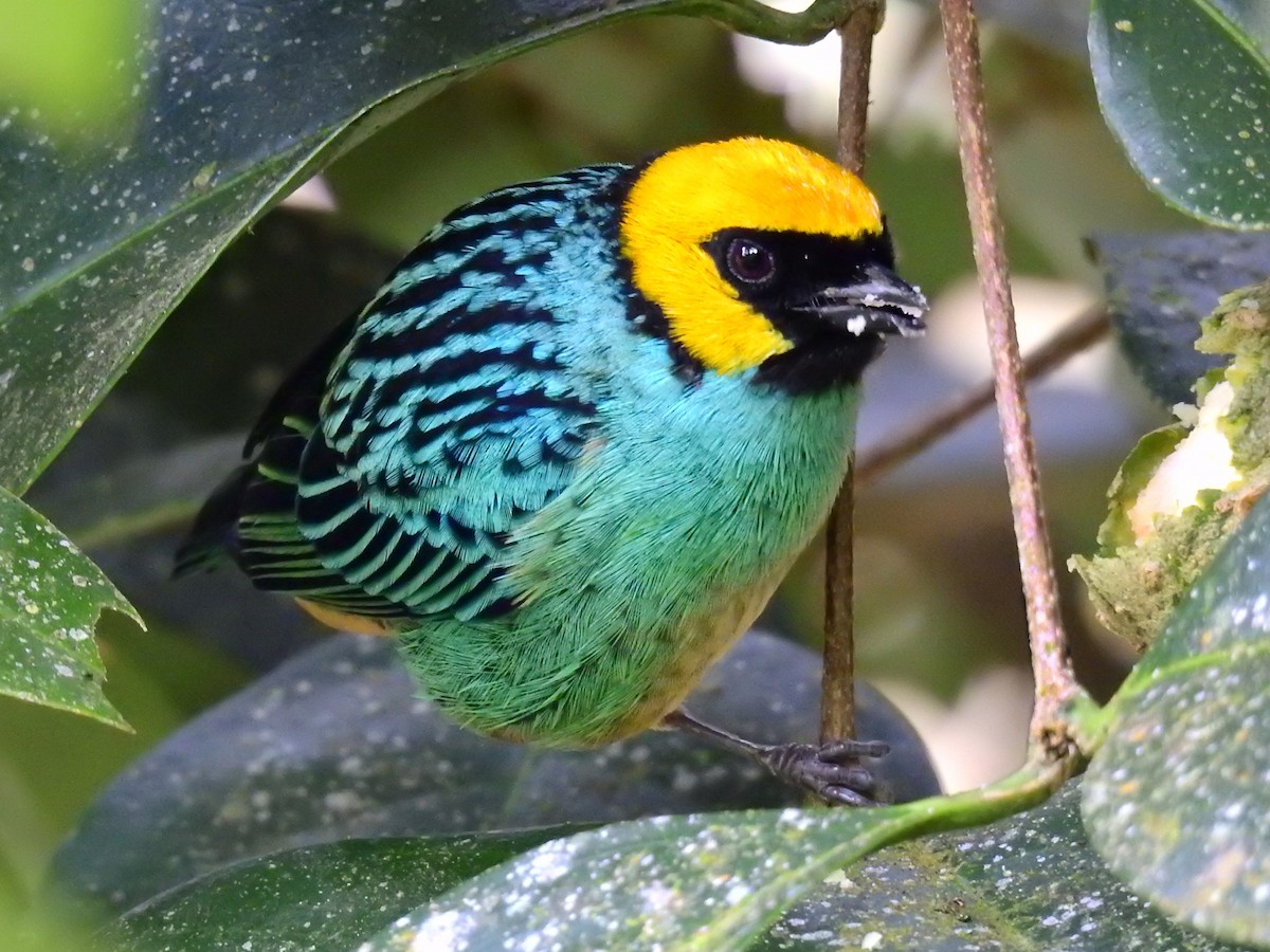 Saffron-crowned Tanager - ML608941526