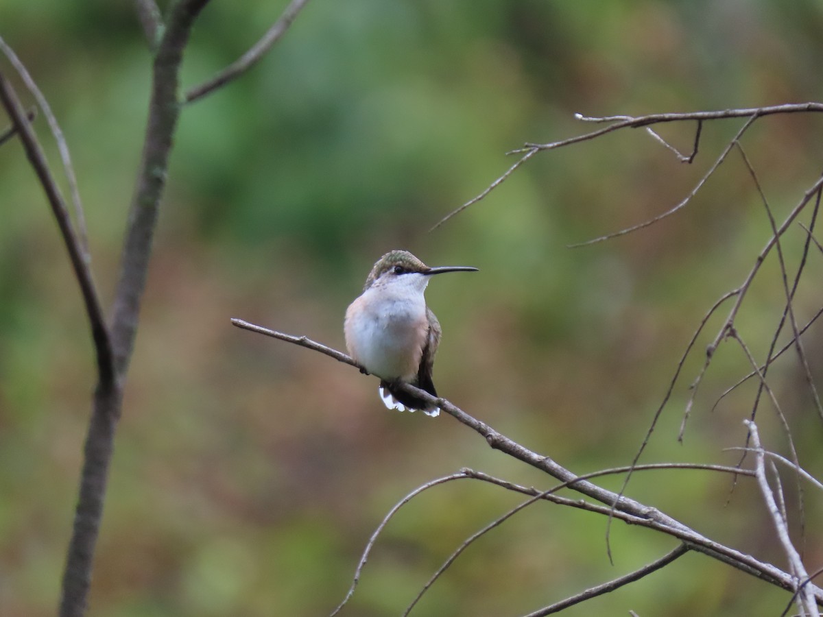 Ruby-throated Hummingbird - ML608941541