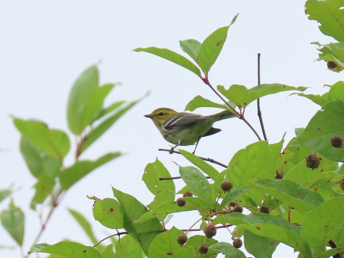 Black-throated Green Warbler - ML608941560