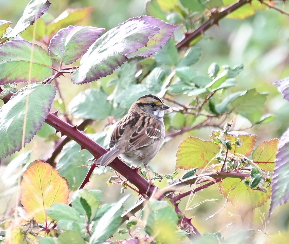 White-throated Sparrow - ML608942140