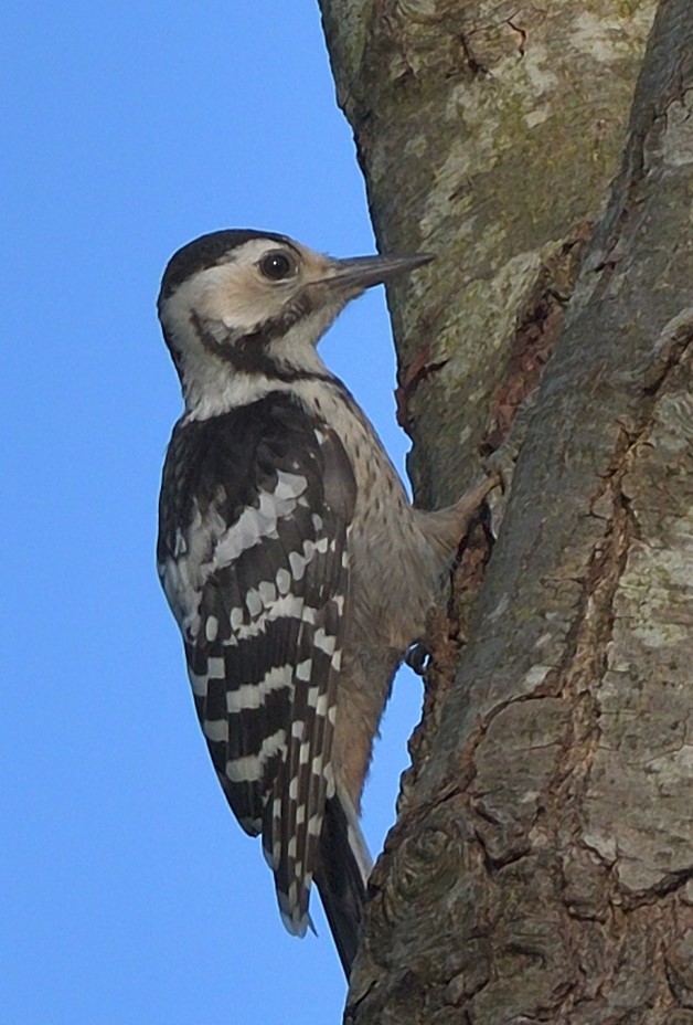 White-backed Woodpecker - ML608942191