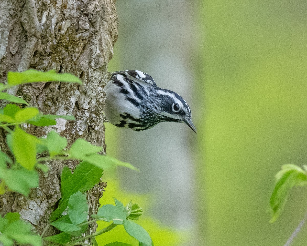 Black-and-white Warbler - ML608942532