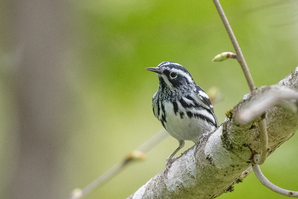 Black-and-white Warbler - ML608942540