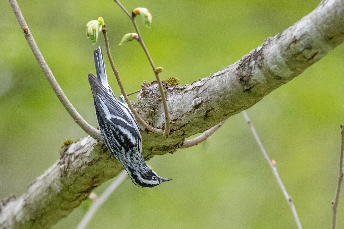 Black-and-white Warbler - ML608942541